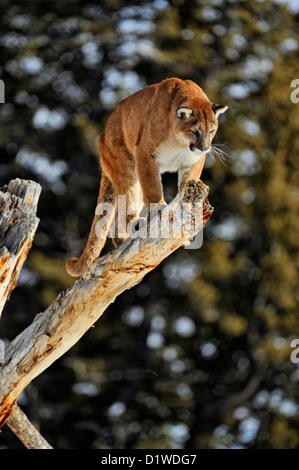 Cougar, Puma, Mountain lion (Puma concolor), captive sollevato campione Bozeman, Montana, USA Foto Stock