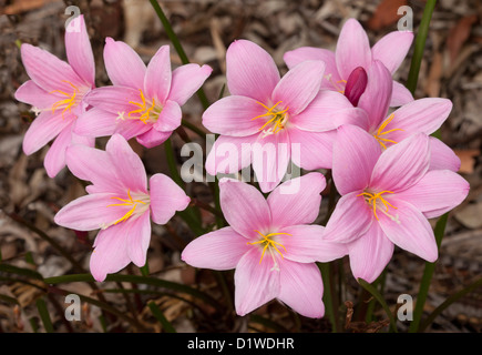 Cluster di rosa luminoso fiori di Zephyranthes grandiflora syn rosea Foto Stock