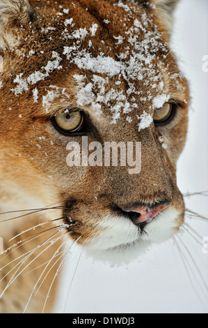 Cougar, Puma, Mountain lion (Puma concolor), captive sollevato campione Bozeman, Montana, USA Foto Stock