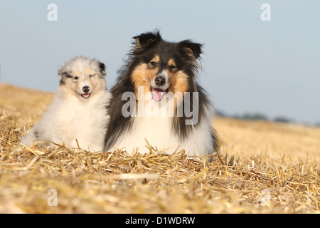 Cane Collie ruvida / Scottish Collie adulto e cucciolo (tricolore e blue merle) Foto Stock