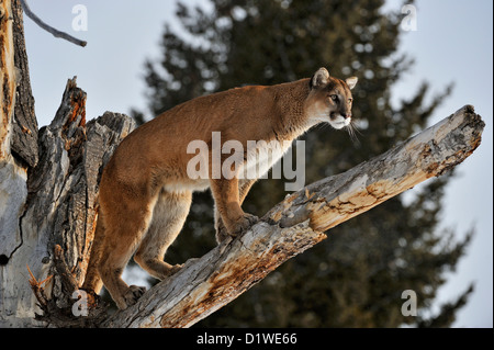 Cougar, Puma, Mountain lion (Puma concolor), captive sollevato campione Bozeman, Montana, USA Foto Stock