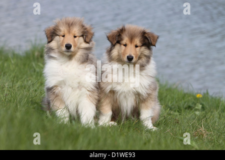 Cane Collie ruvida / Scottish Collie due cuccioli (sable-bianco) seduto in un prato Foto Stock