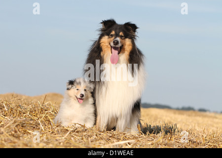 Cane Collie ruvida / Scottish Collie adulto e cucciolo (tricolore e blue merle) Foto Stock