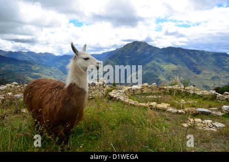 Un llama sorge sulle rovine della massiccia fortezza Quelap nel nord del Perù - costruito da Chachapoyas persone. Foto Stock