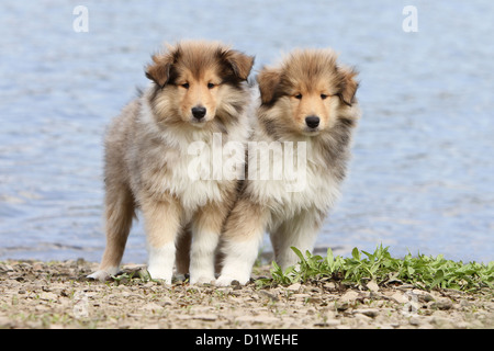 Cane Collie ruvida / Scottish Collie due cuccioli (sable-bianco) in piedi sul bordo di un lago Foto Stock