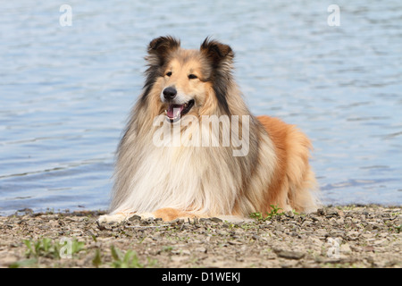 Cane Collie ruvida / Scottish Collie adulto (sable bianco) che giace sul bordo di un lago Foto Stock