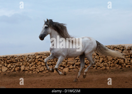 Cavallo stallone andaluso animale menorca Spagna eseguire Foto Stock