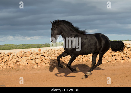 Cavallo stallone Menorquin animale menorca Spagna eseguire Foto Stock