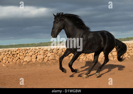 Cavallo stallone Menorquin animale menorca Spagna eseguire Foto Stock