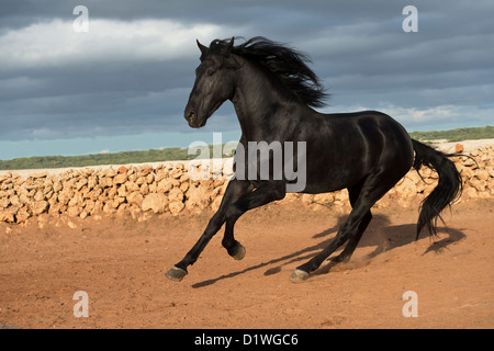 Cavallo stallone Menorquin animale menorca Spagna eseguire Foto Stock