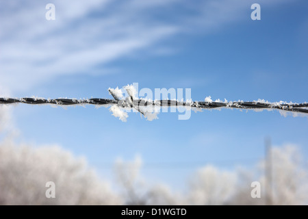 Trasformata per forte gradiente brina sul filo spinato dimenticare in Saskatchewan in Canada Foto Stock