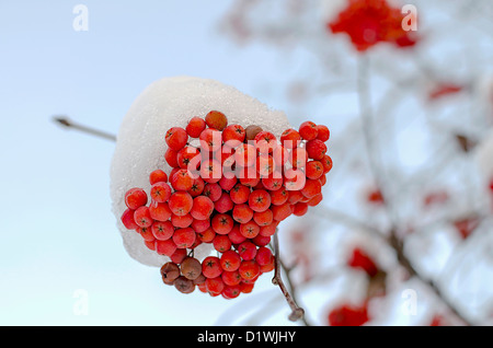 Un covone di Rowanberry su un ramo nella neve Foto Stock