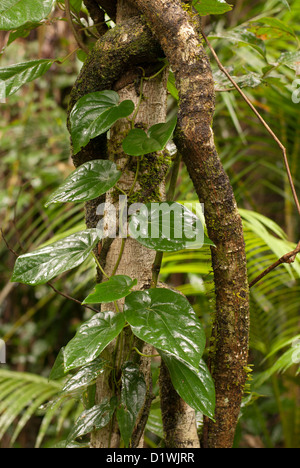 Dettaglio della foresta pluviale (Parco Nazionale Daintree, Queensland, Australia) Foto Stock