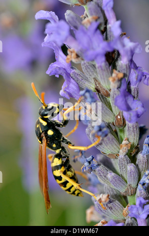 Macro di vespa visto di profilo su fiori di lavanda Foto Stock