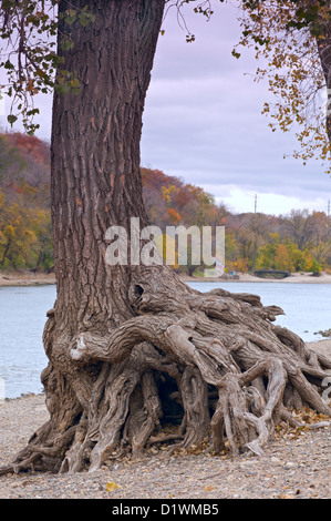 Cascate Nascoste parco regionale litorale lungo il fiume Mississippi e pioppi neri americani alberi durante l'autunno in Saint Paul Minnesota Foto Stock