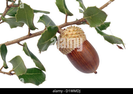 Acorn e leccio foglie Foto Stock