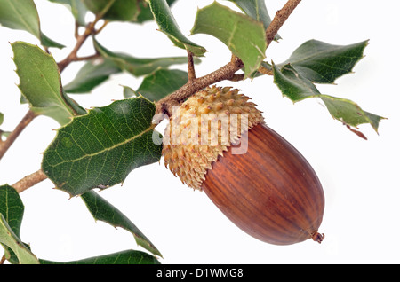 Acorn e leccio foglie Foto Stock