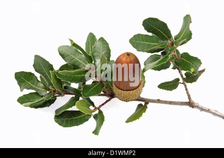 Acorn e leccio foglie Foto Stock