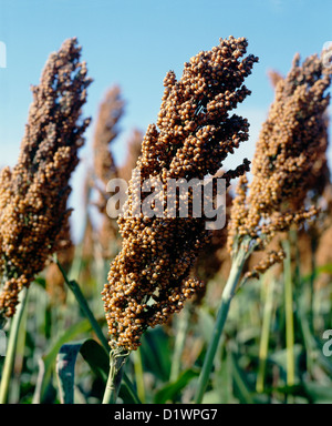 Coppia milo / nebraska Foto Stock