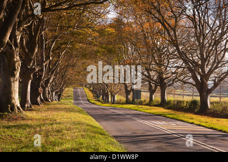 Il faggio viale alberato che corre attraverso il Kingston Lacy station wagon nel Dorset. Foto Stock