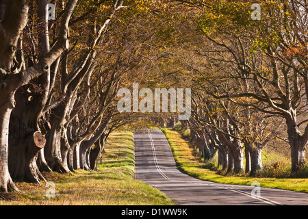 Il faggio viale alberato che corre attraverso il Kingston Lacy station wagon nel Dorset. Foto Stock