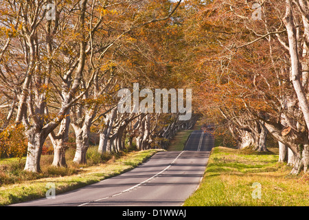 Il faggio viale alberato che corre attraverso il Kingston Lacy station wagon nel Dorset. Foto Stock