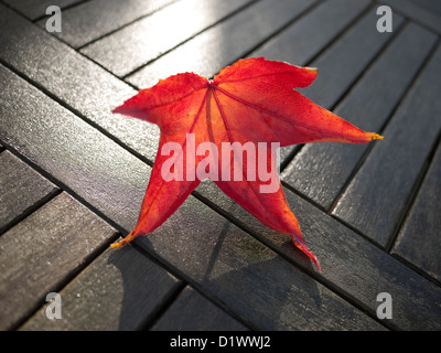 Red acer foglia sul bagnato giardino tavolo Foto Stock