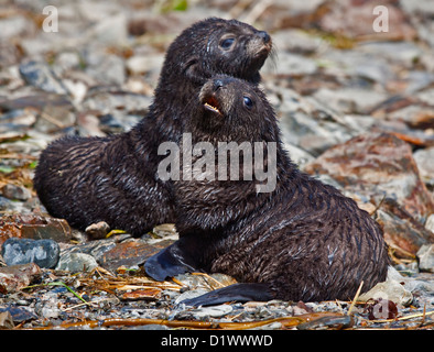 Due pelliccia Antartico cuccioli di foca (arctocephalus gazella), Godthul, Georgia del Sud Foto Stock