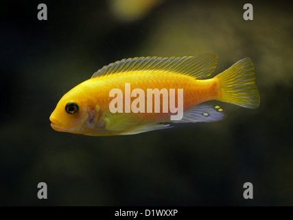 Red Zebra Cichlid, Pseudotropheus estherae, Cichlidae, Perciformes, Chordata. Il lago Malawi, Africa. Syn. Maylandia estherae, e Foto Stock