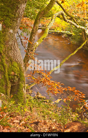 Colori dorati nei boschi intorno al fiume Teign e Fingle Bridge in Dartmoor. Foto Stock