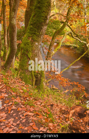 Colori dorati nei boschi intorno al fiume Teign e Fingle Bridge in Dartmoor. Foto Stock