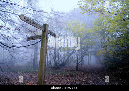 Misty boschi autunnali nel Surrey sulle colline vicino a Dorking Foto Stock