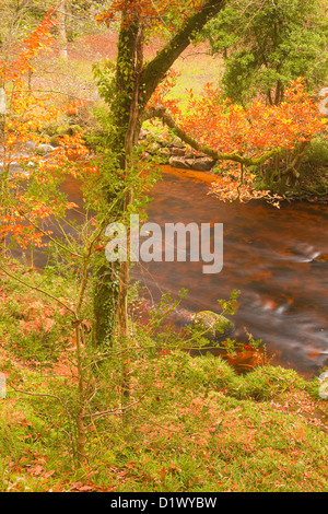 Colori dorati nei boschi intorno al fiume Teign e Fingle Bridge in Dartmoor. Foto Stock