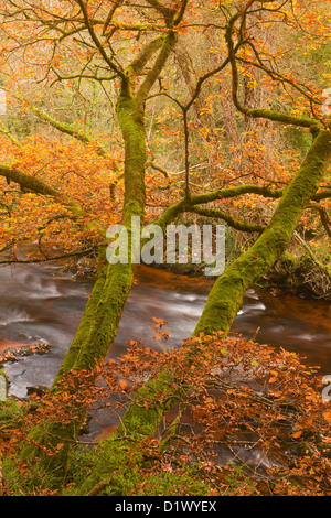 Colori dorati nei boschi intorno al fiume Teign e Fingle Bridge in Dartmoor. Foto Stock