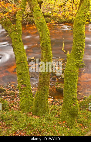 Colori dorati nei boschi intorno al fiume Teign e Fingle Bridge in Dartmoor. Foto Stock