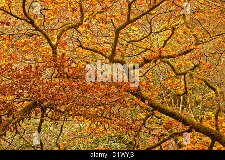 Colori dorati nei boschi intorno al fiume Teign e Fingle Bridge in Dartmoor. Foto Stock