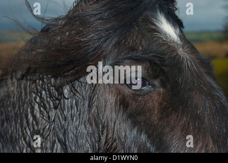 Close up Heltondale cadde pony, Lake District, Cumbria Foto Stock