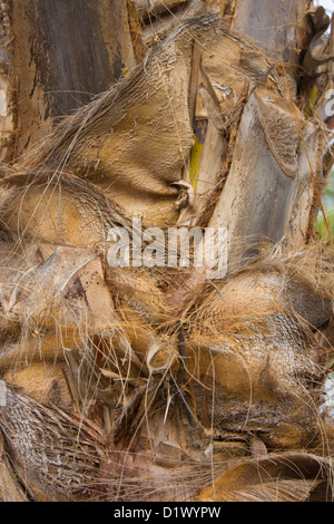 Indiano colorato albero di cocco di corteccia di Palm Foto Stock