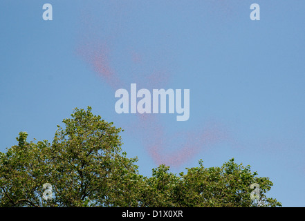 Papaveri cadere sopra Green Park il giorno del Comando Bombardieri Memorial dopo essere sceso da un bombardiere Lancaster della RAF Foto Stock