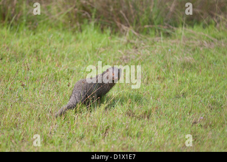 Grigio indiano Mangusta Herpestes edwardsii a Bandipur riserva della tigre in Nilgiri biosfera vicino a Mysore , Karnataka , India Foto Stock