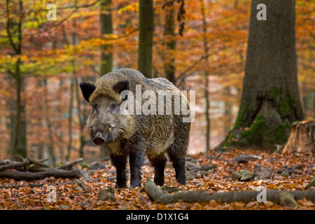 Il cinghiale (Sus scrofa) nella foresta di autunno nelle Ardenne belghe, Belgio Foto Stock