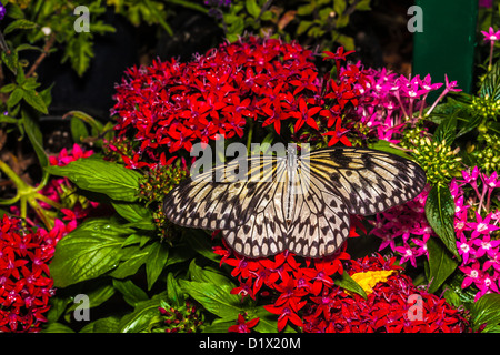 West Coast Lady butterfly (Vanessa annabella) su fiori di colore rosa Foto Stock