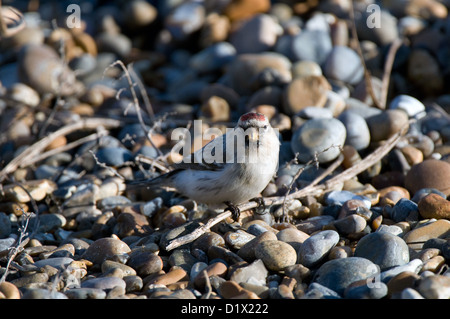 Hornemann's Arctic Redpoll sulla spiaggia Foto Stock