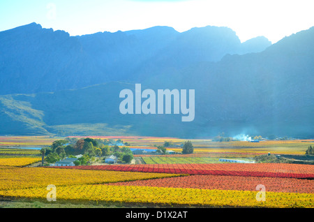 Nel tardo pomeriggio in luce blu montagne Matroosberg, Giallo Autunno colori dei vigneti in Hex River Valley, Sud Africa Foto Stock