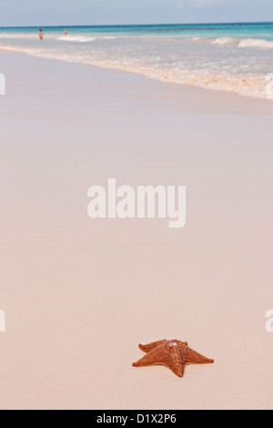 Un cuscino rosso stella di mare lungo le sabbie rosa beach a Dunmore Town, Harbour Island, Bahamas Foto Stock