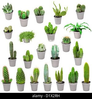 Insieme di piante da interni in pentole - cactus e altre piante succulente Foto Stock