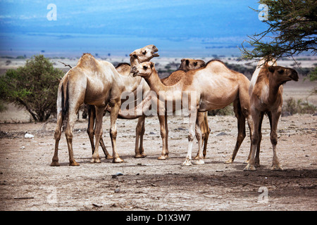 Gruppo di cammelli sotto l'albero in Africa Foto Stock