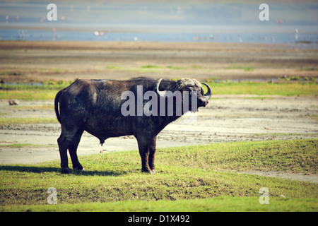 Il bufalo africano (Syncerus caffer) nel cratere di Ngorongoro in Tanzania, Africa Foto Stock