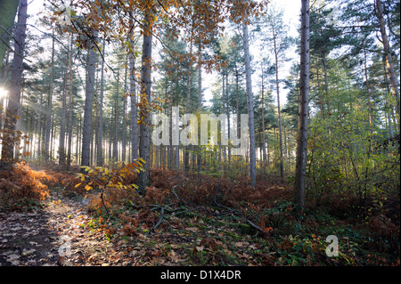 Una piantagione di alberi di pino in autunno con alberi decidui con foglie di autunno. Bedgebury Forest, Kent, Regno Unito. Foto Stock