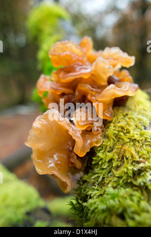 Il faggio Jellydisc; Neobulgaria pura; autunno; Regno Unito Foto Stock